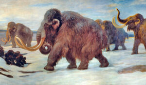 Wolly mammoths walking across snow.